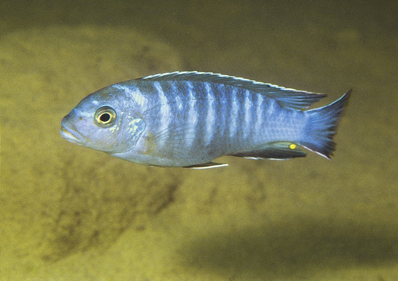 Maylandia lundoensis 'Lundo Island'